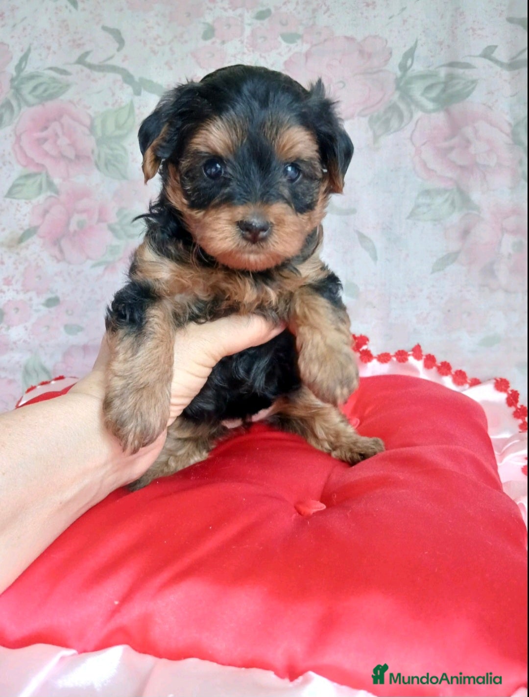 Yorkshire Terrier perros en venta: HEMBRA TOY YORKIE-POO  - Imagen 3