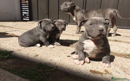 American Pit Bull Terrier perros en venta: AMERICAN PITBULL CRIADORES !! - Imagen 1