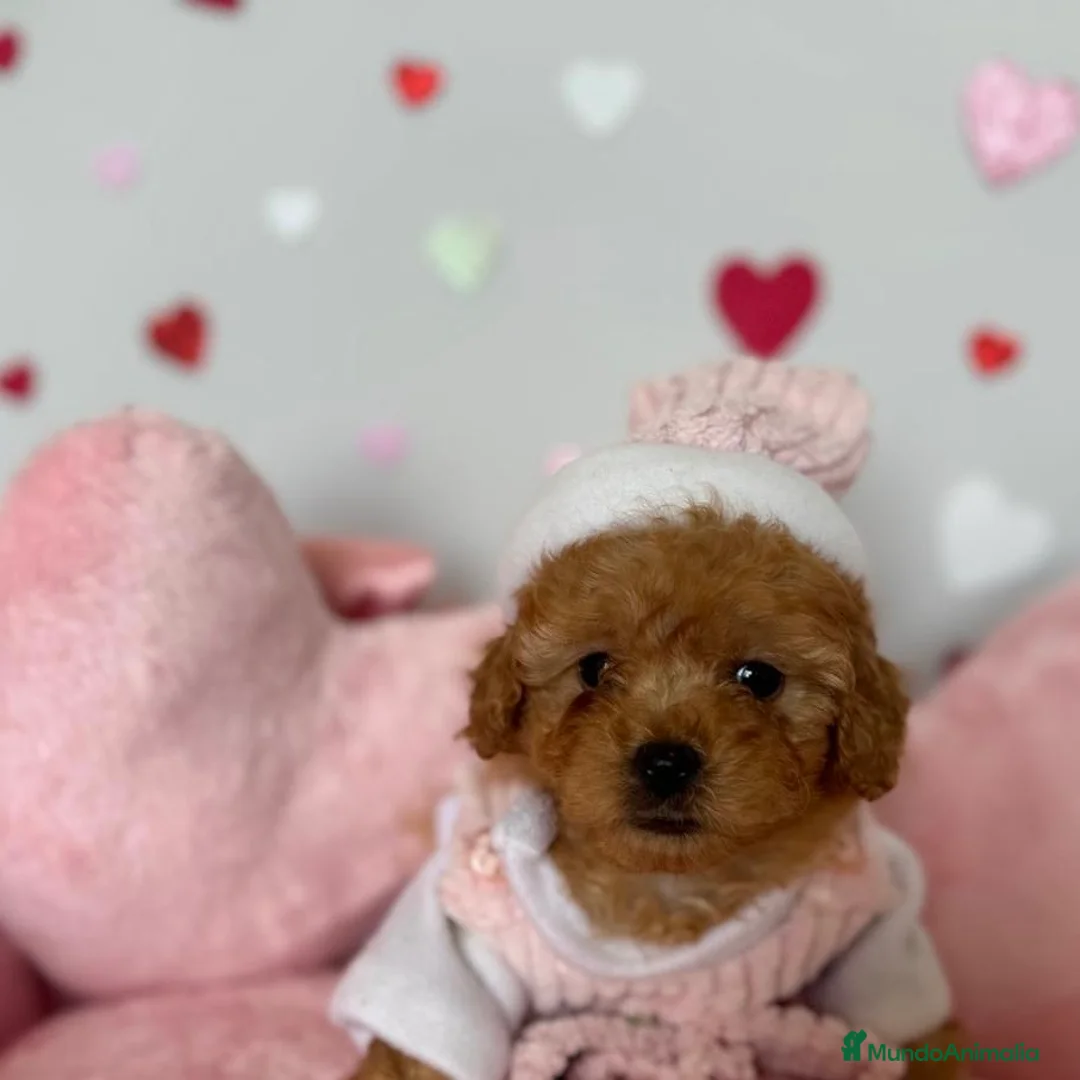 Caniche Enano perros en venta: Caniche MiniToy - Anuncio 6