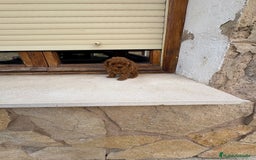 Caniche Toy perros en venta: Caniche mini Toy hembra - Imagen 4