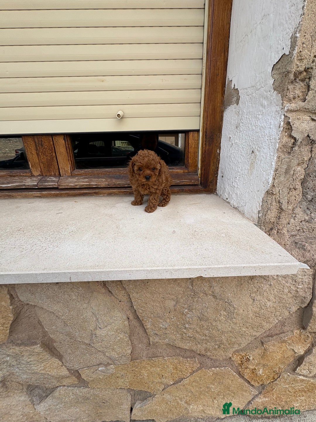 Caniche Toy perros en venta: Caniche mini Toy hembra - Imagen 4