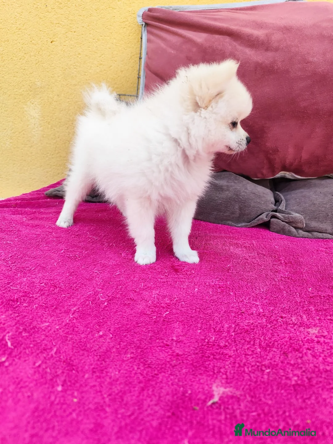 Pomerania perros en venta: Pomerania toy macho blanco  - Anuncio 11