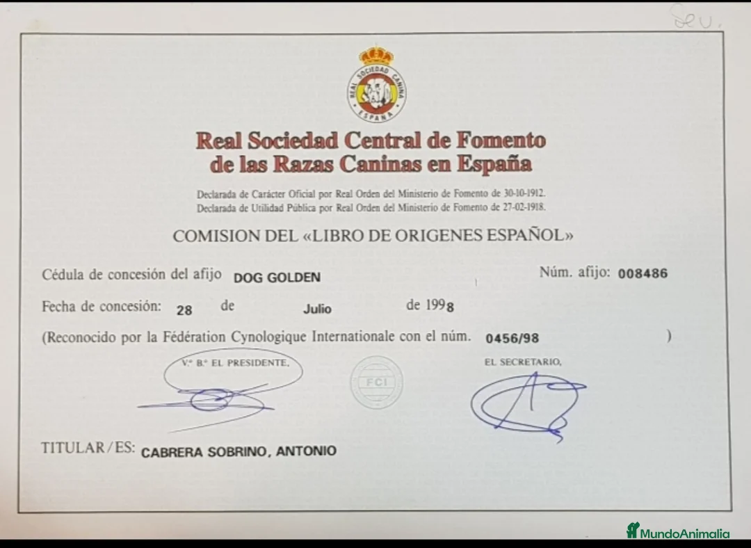 Chihuahua perros en venta: Chihuahua  - Anuncio 6