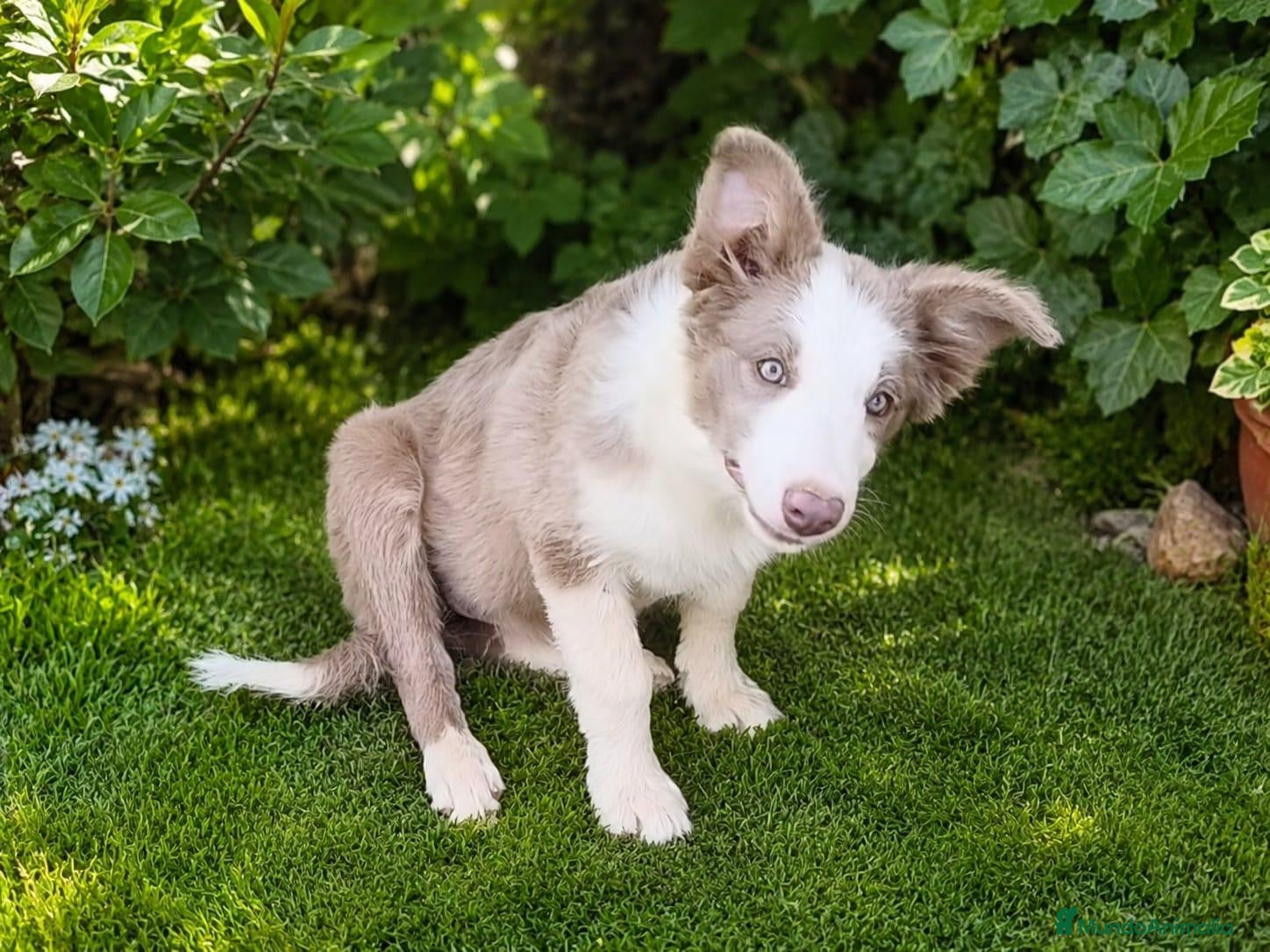 Border Collie perros BORDER COLLIE HEMBRA LILLAC - Anuncio 1