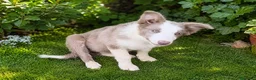 Border Collie perros en venta: BORDER COLLIE HEMBRA LILLAC - Anuncio 3