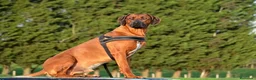 Rhodesian Ridgeback perros en venta: Rhodesian Ridgeback adultos con pedigrí  - Anuncio 6