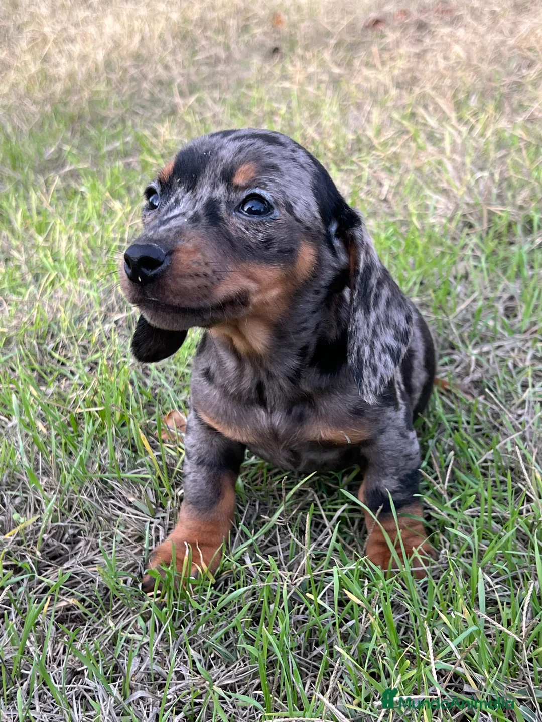 Teckel Miniatura perros en venta: Teckel miniatura !  en Ciudad Real - Anuncio 2