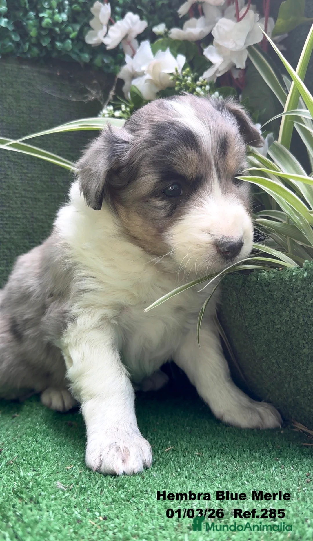 Border Collie perros en venta: Border Collie De Villa Biznaga - Anuncio 2