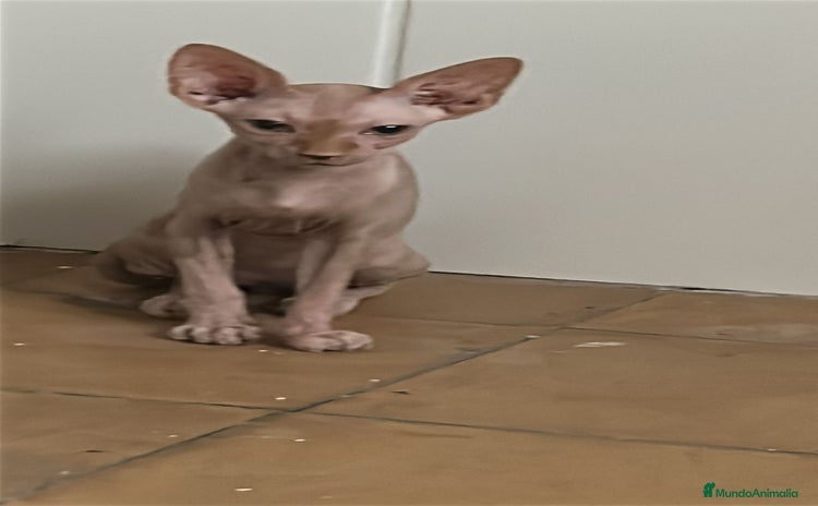 Sphynx gatos - Anuncio 1