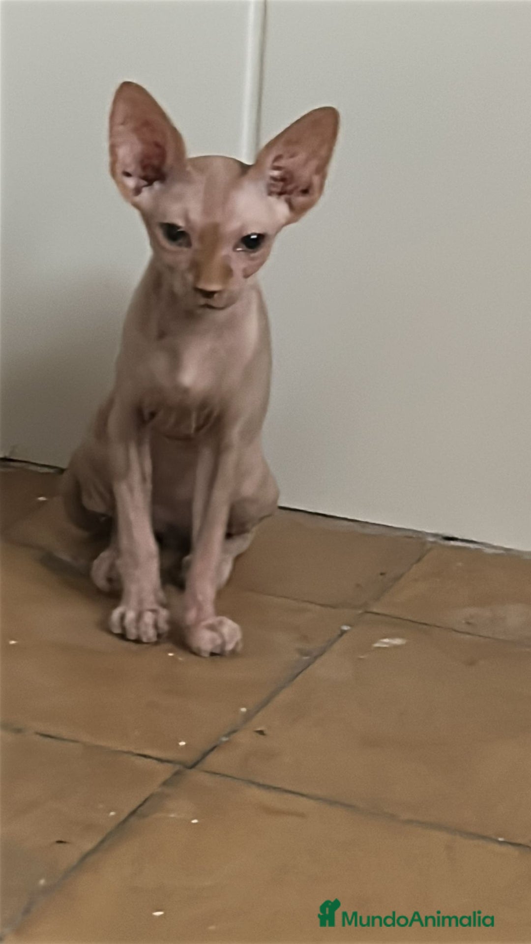 Sphynx gatos en venta: HEMBRA DE SPHYNX  - Imagen 1