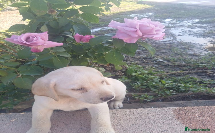 Labrador Retriever perros - Anuncio 2