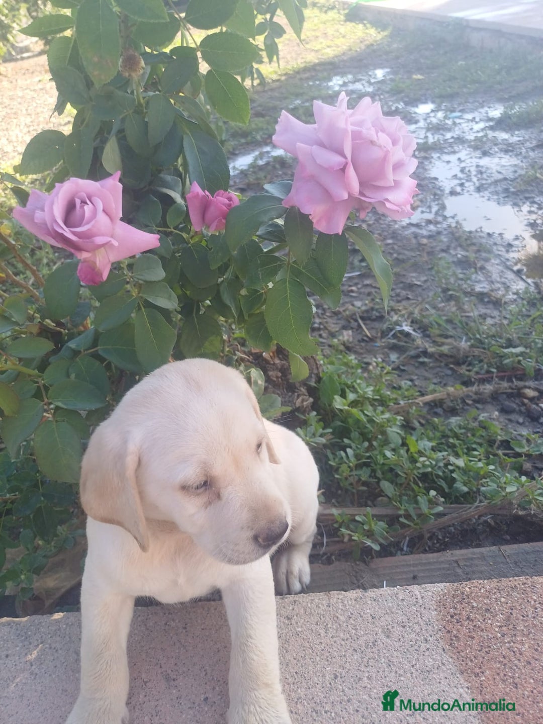 Labrador Retriever perros en venta: Labrador retriever dorado  - Imagen 1