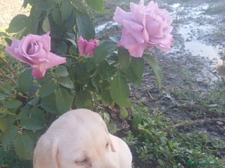 Labrador Retriever perros - Anuncio 6