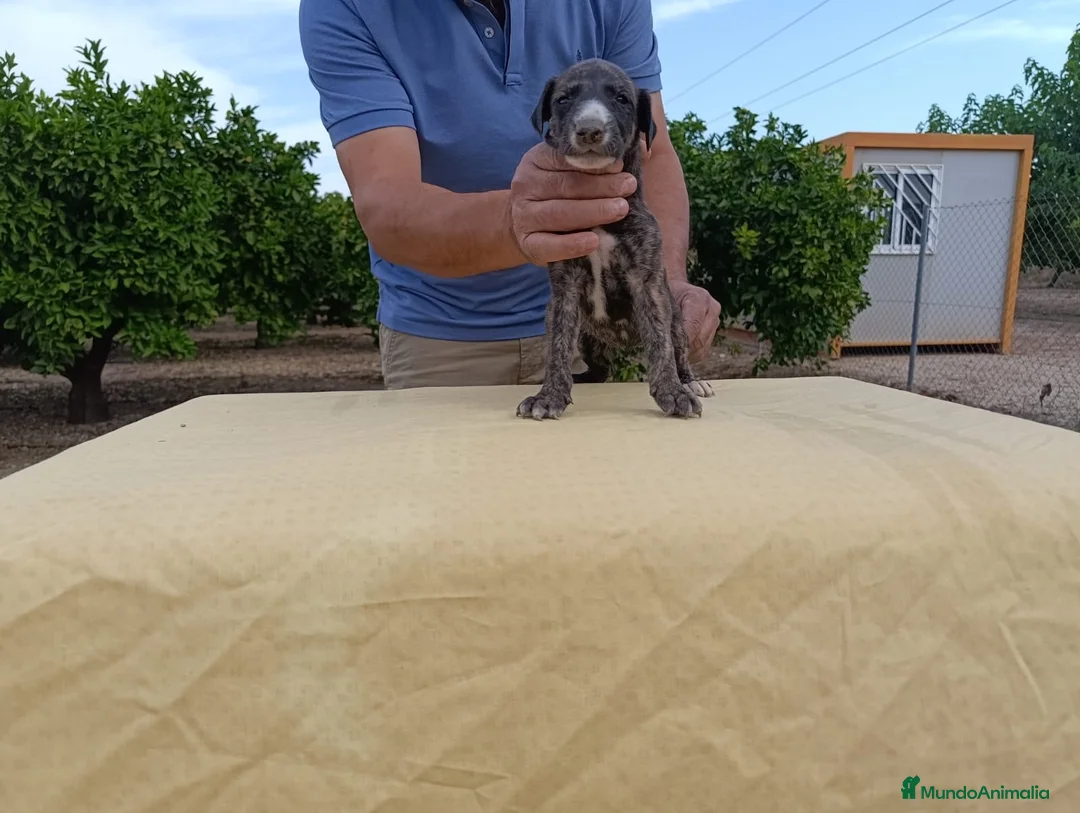 Galgo Español perros en venta: camada galgo español - Anuncio 1