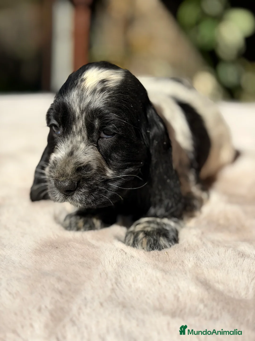 Cocker Spaniel Inglés perros en venta: Cocker ruano macho  - Anuncio 3