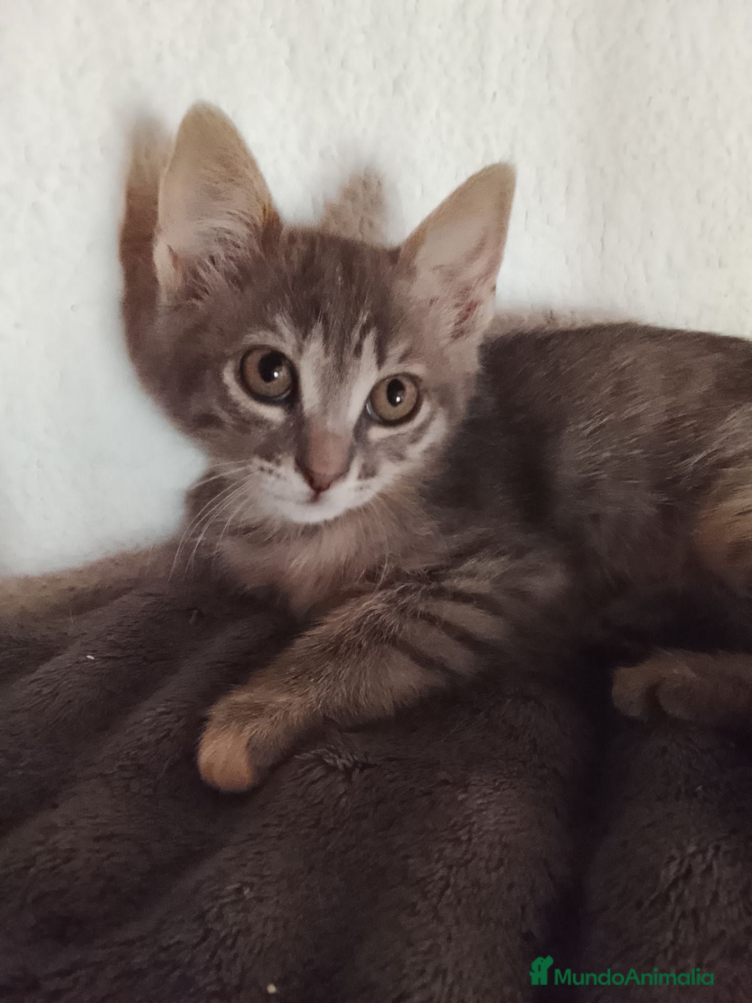 Raza Mixta gatos Neula en adopción  - Anuncio 1