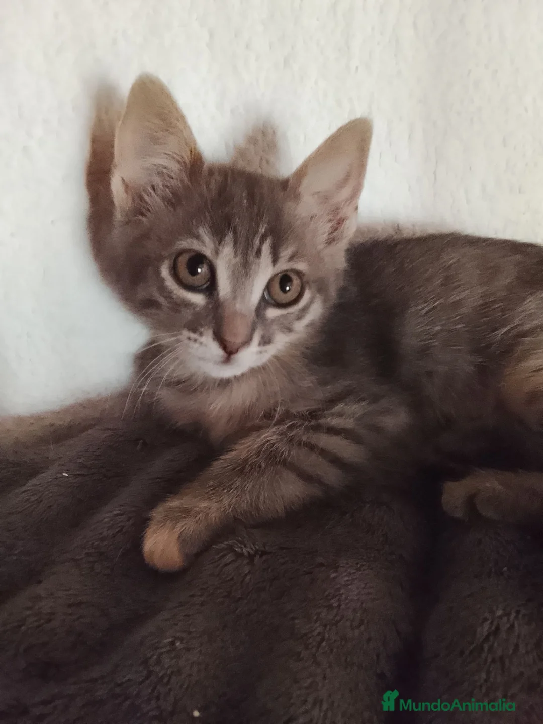 Raza Mixta gatos en adopcion: Neula en adopción  - Anuncio 1