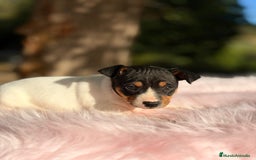 Ratonero Bodeguero Andaluz perros en venta: Bodeguero ratonero andaluz - Anuncio 4