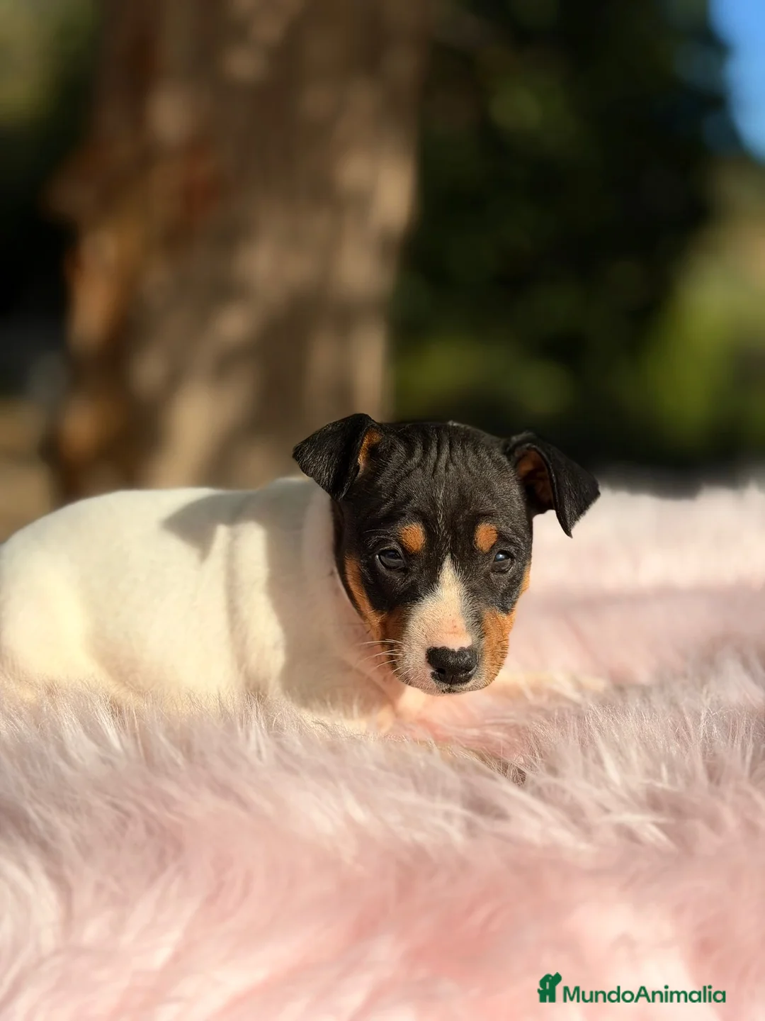 Ratonero Bodeguero Andaluz perros en venta: Bodeguero ratonero andaluz - Anuncio 4