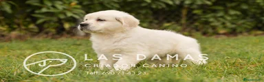 Golden Retriever 4