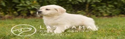 Golden Retriever perros en venta: GOLDEN RETRIEVER DISPONIBLES  - Anuncio 3