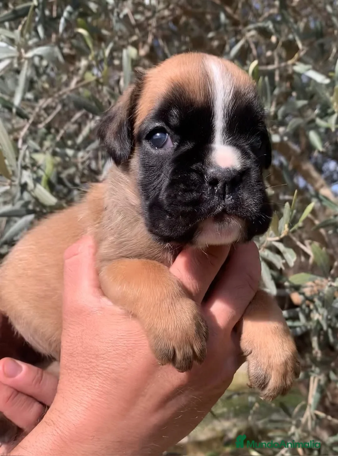 Boxer perros en venta: Magníficos cachorros BOXER, excelente genealogía - Anuncio 9