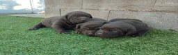 Labrador Retriever perros en venta: Cachorros de labrador chocolate  - Anuncio 5