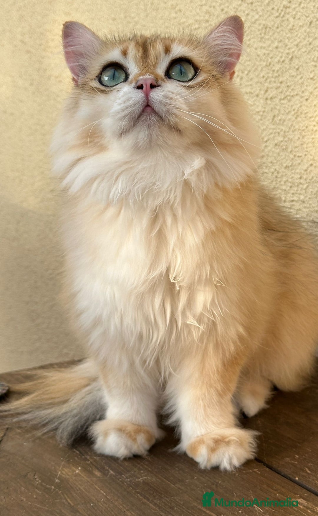 Británico de Pelo Largo gatos en venta: Precioso gatito Británico  - Imagen 6