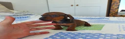 Teckel Miniatura perros en venta: Teckel miniatura  - Anuncio 5
