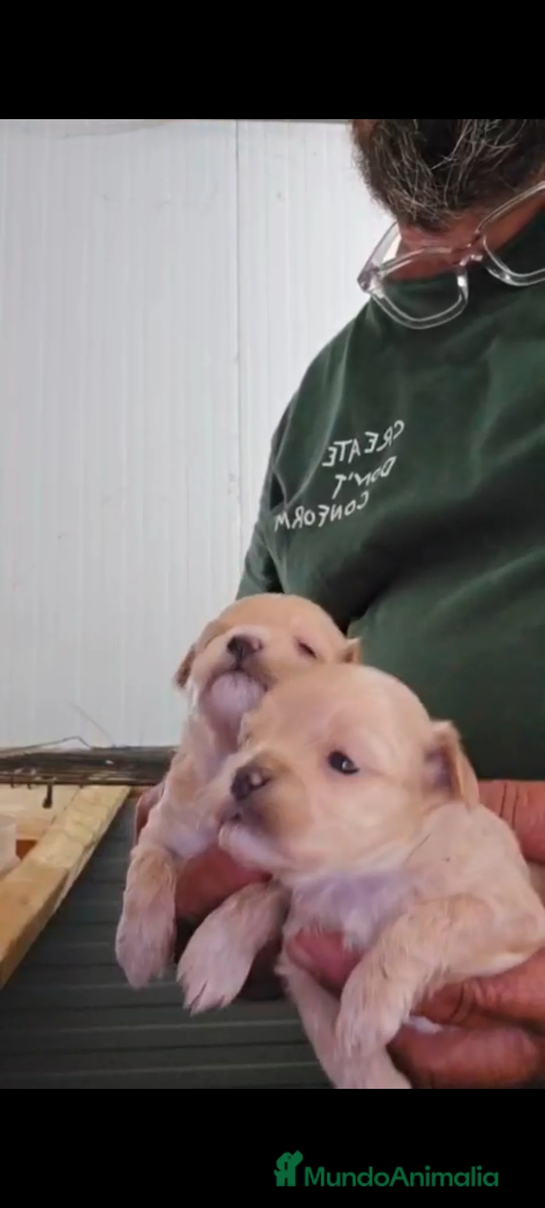 Maltipoo perros en venta: Maltipoo Toys hembra  en Sevilla - Anuncio 3