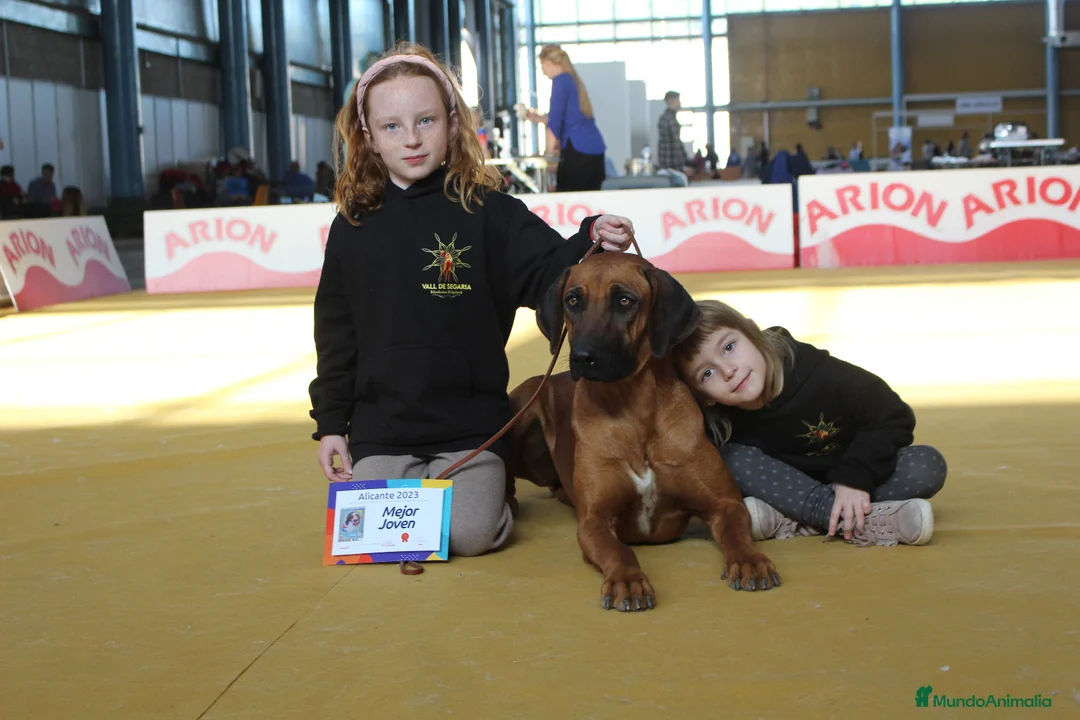 Imagen de galería {{count}}