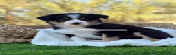 Border Collie perros en venta: BORDER COLLIE TRICOLOR - Anuncio 7