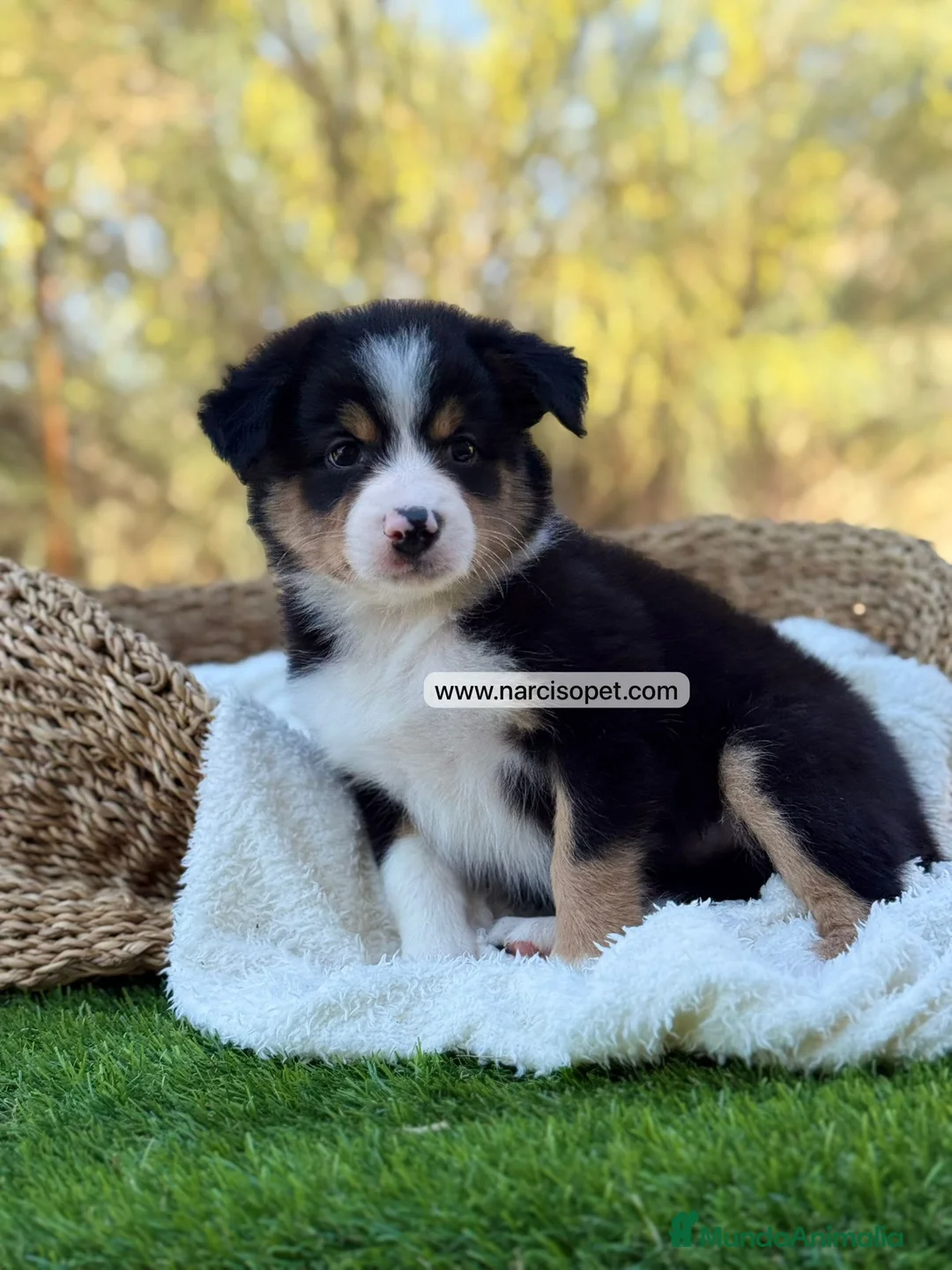 Border Collie perros en venta: BORDER COLLIE TRICOLOR - Anuncio 7