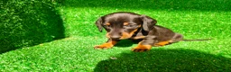 Teckel Miniatura perros en venta: Teckel miniatura  - Anuncio 15