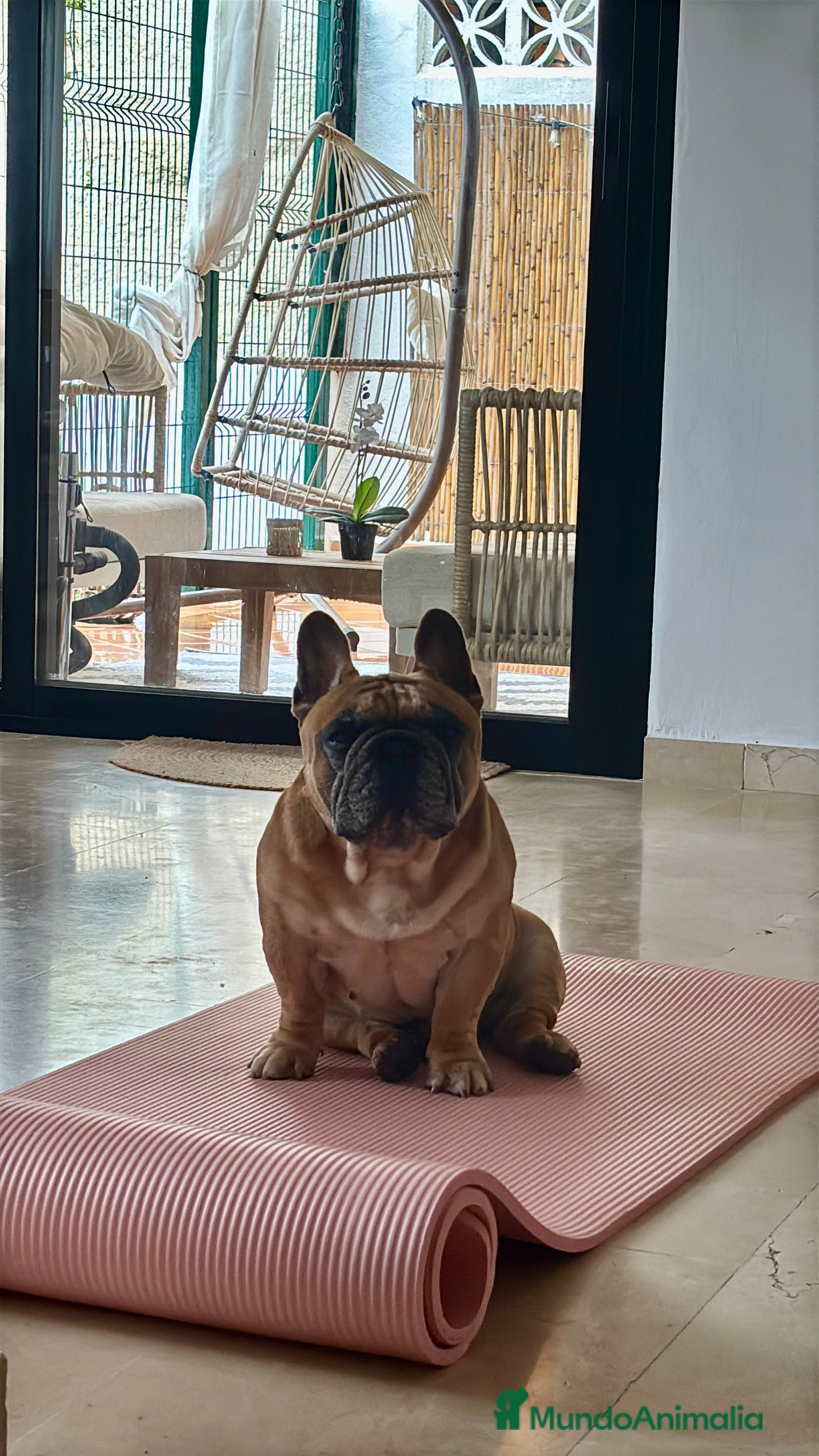 Bulldog Francés perros Bulldog Francés Macho  - Anuncio 4