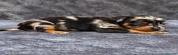 Pinscher Miniatura perros en venta: Pinscher Miniatura - Anuncio 5