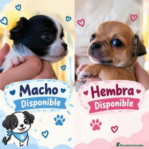 Chihuahua perros Chihuahas cabeza de manzana - Anuncio 1