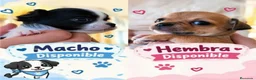 Chihuahua perros en venta: Chihuahas cabeza de manzana - Anuncio 1