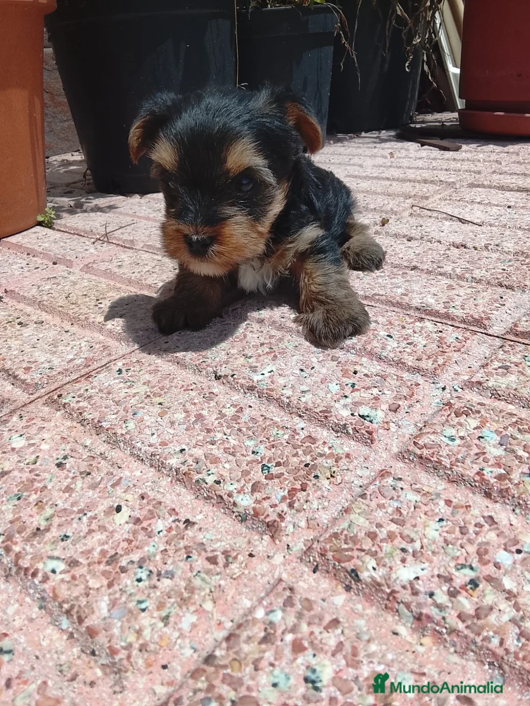 Yorkshire Terrier perros en venta: Cachorr@s yorkshire terrier  - Anuncio 2