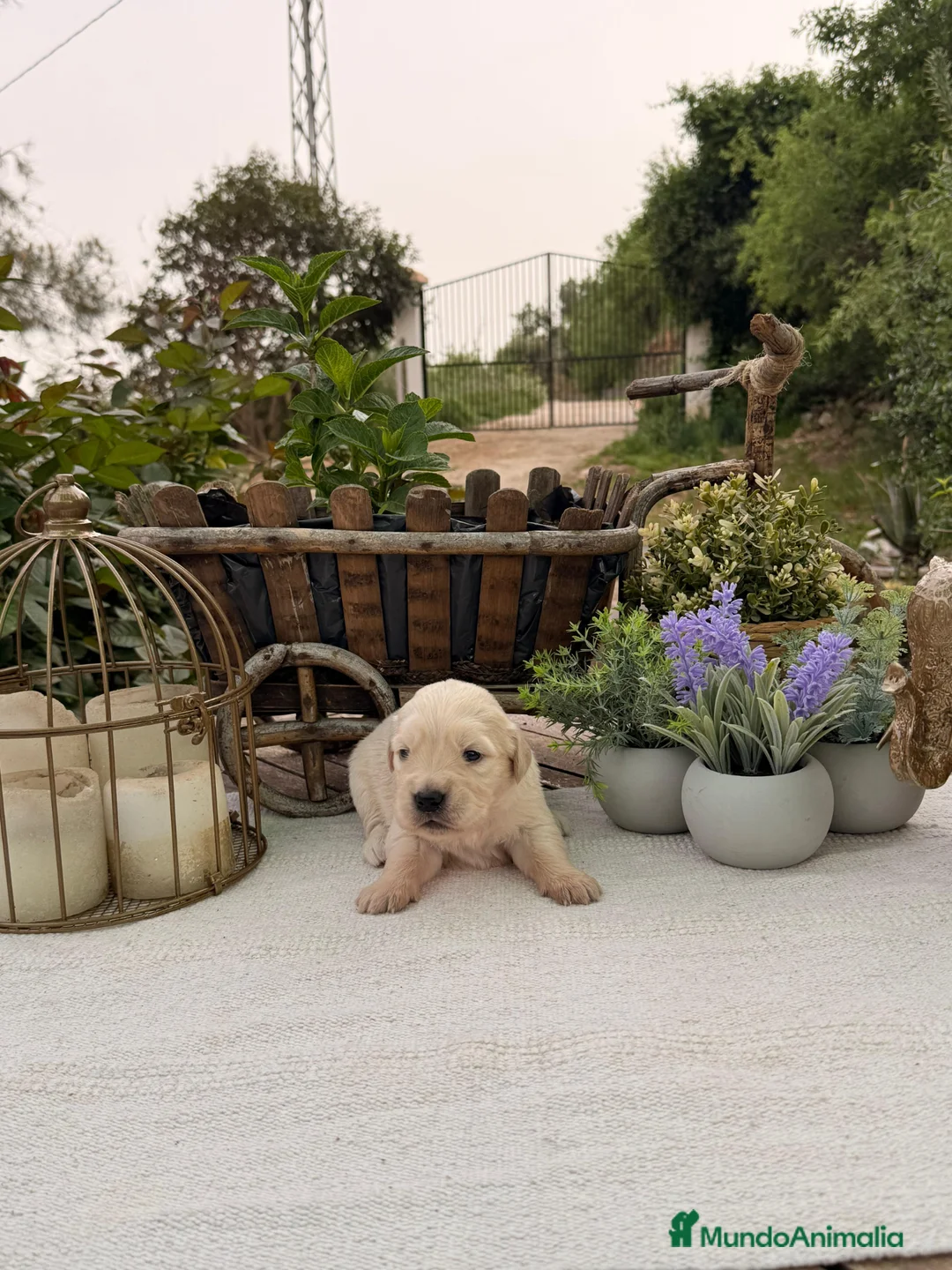 Golden Retriever perros en venta: Golden retriever bebes espectaculares nobles - Anuncio 2