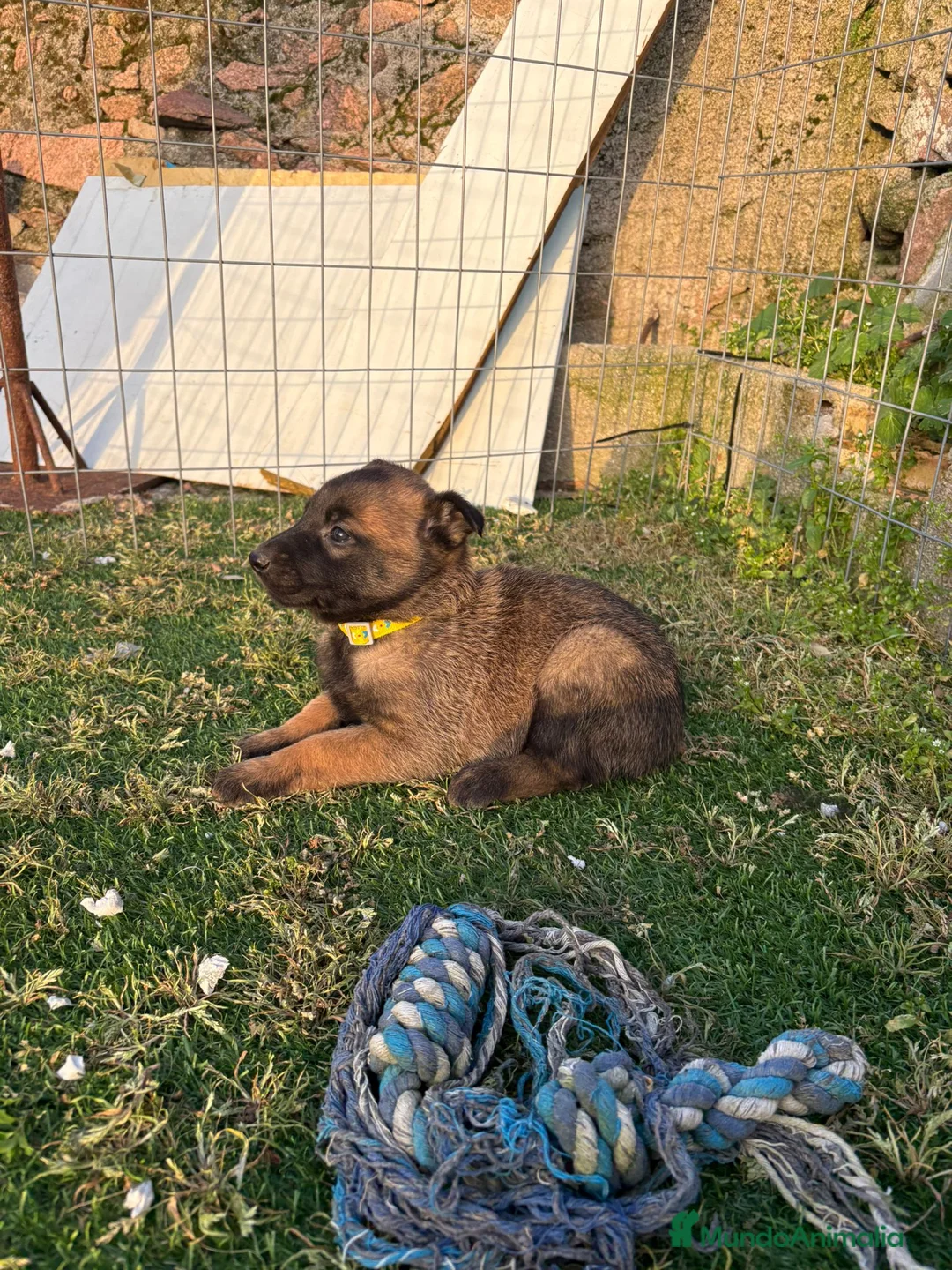 Pastor Belga Malinois perros en venta: PASTOR BELGA MALINOIS - Anuncio 2