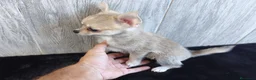 Chihuahua perros en venta: CHIHUAHUA MACHO - Anuncio 1