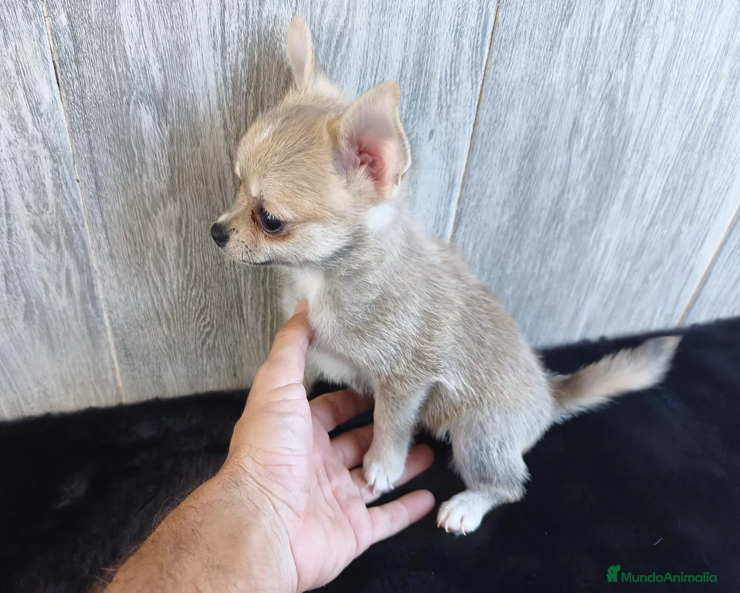 Chihuahua perros en venta: CHIHUAHUA MACHO - Anuncio 1