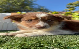 Border Collie perros en venta: BORDER COLLIE HEMBRA - Anuncio 8