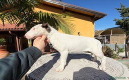 Bull Terrier Miniatura perros en venta: Bullterrier mini hembra excelentes líneas  - Anuncio 3