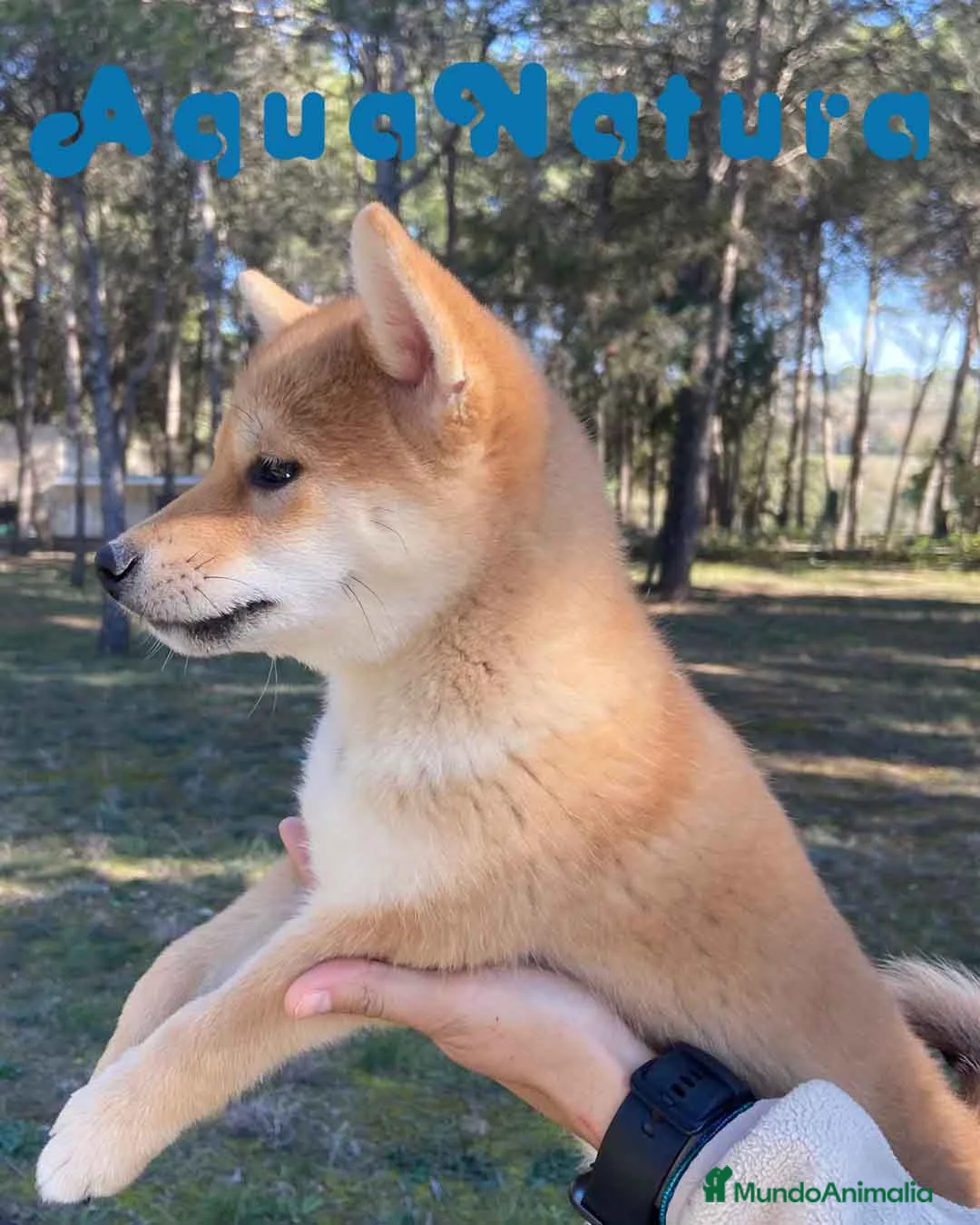 Shiba Inu perros en venta: Shiba Inu Hembra 5287 de Mar - AQUANATURA en Barcelona - Anuncio 8