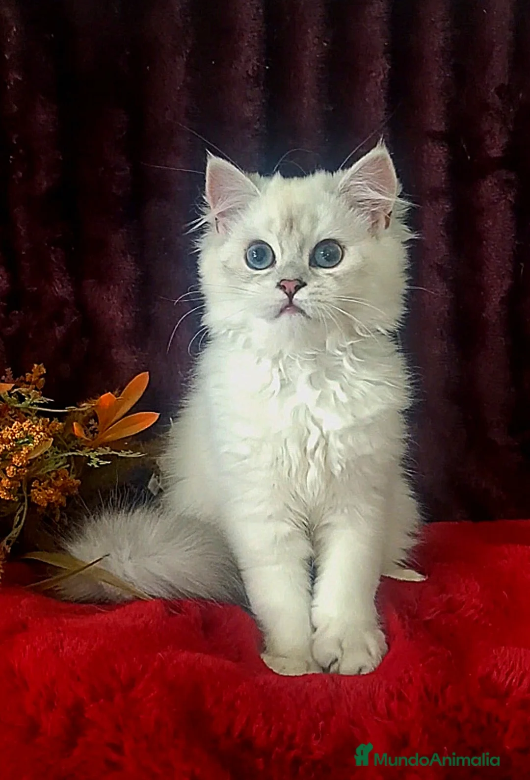 Imagen de galería {{count}}