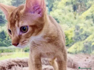 Abisinio gatos en Barcelona - Anuncio 13