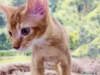 Abisinio gatos Abisinio Macho de Santa 4174 - AQUANATURA en Barcelona - Anuncio 1