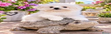 Bichón Maltés 1